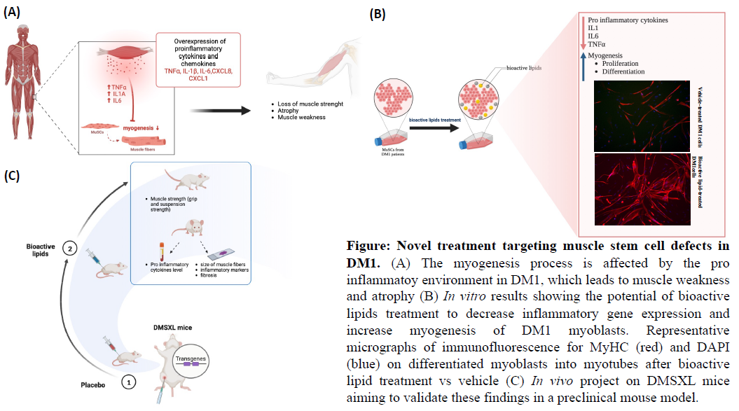 Figure : Étude de l’effet in vivo des molécules sénomorphiques sur les altérations musculaires observées en dystrophie myotonique de type 1 (DM1). (A) Le processus de myogenèse est affecté par l'environnement pro inflammatoire présent en DM1, ce qui entraine une faiblesse et une atrophie musculaire (B) Résultats in vitro montrant le potentiel des lipides bioactifs à diminuer l'expression des gènes inflammatoires et à stimuler la myogenèse sur des myoblastes issues de patients DM1. Images représentatives d'immunofluorescences pour MyHC (rouge) et DAPI (bleu) sur des myoblastes différenciés en myotubes après un traitement aux lipides bioactifs en comparaison au véhicule (C) Projet in vivo sur des souris DMSXL visant à valider ces résultats dans un modèle de souris préclinique.